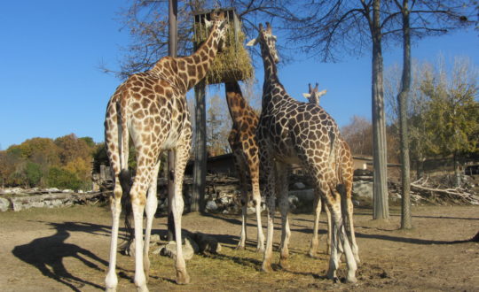 Ga een dagje naar de dierentuin!