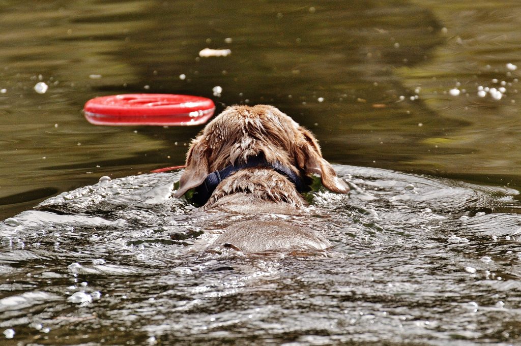 Met je hond naar het Gardameer