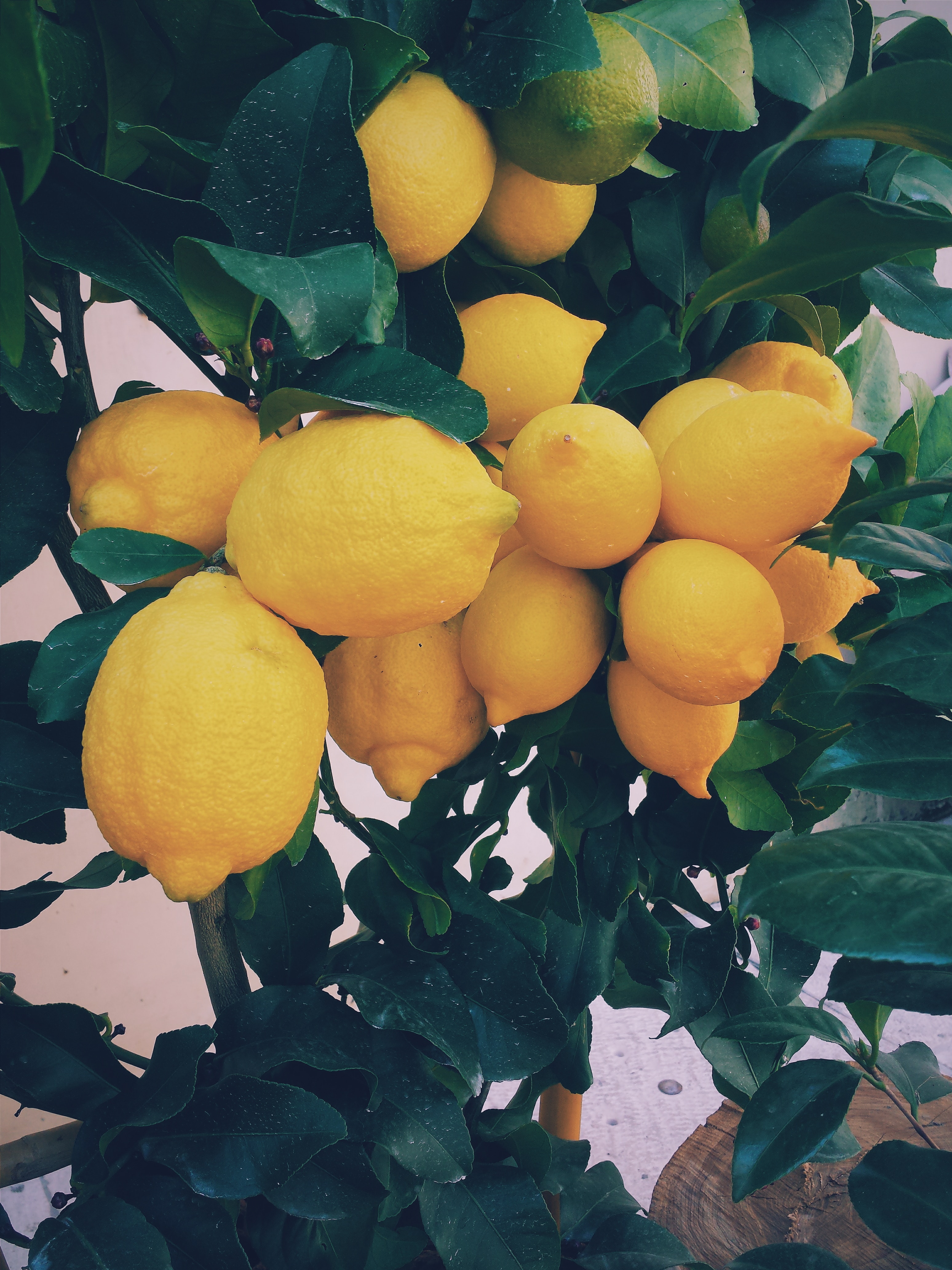 Citroenteelt Limone sul Garda - Limoncello proeven aan het Gardameer